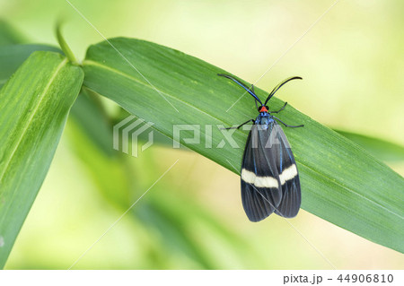 ホタルガ 44906810