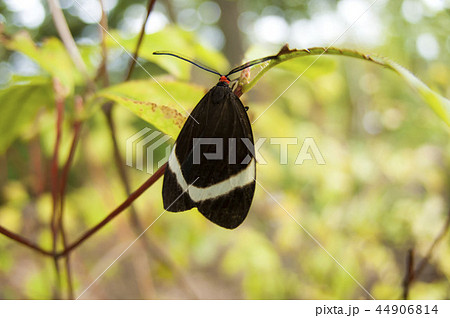 ホタルガ 44906814