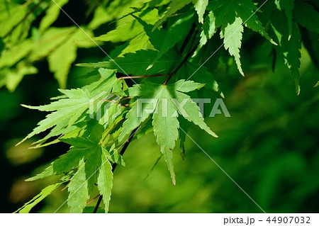 三鷹中原になる新緑のカエデ 44907032