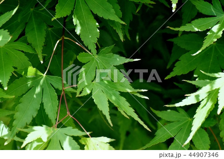 三鷹中原になる緑のカエデ 44907346