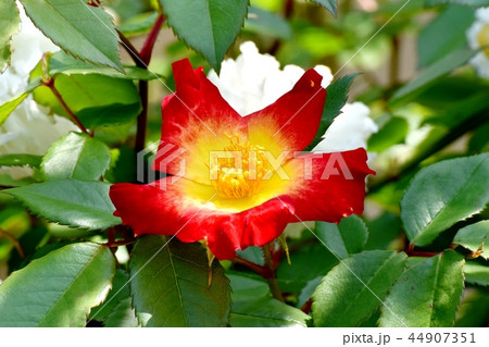 三鷹中原に咲く一重のバラ（カクテル） 44907351