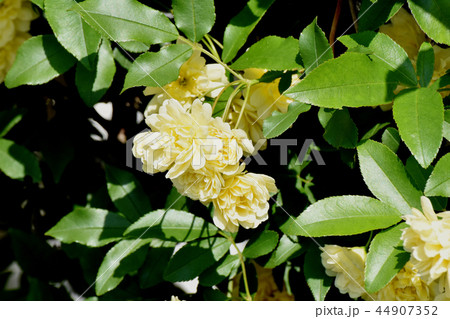 三鷹中原に咲く黄色いモッコウバラ 三鷹中原に咲く黄色いモッコウバラ 44907352