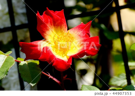 三鷹中原に咲く一重のバラ(カクテル) 三鷹中原に咲く一重のバラ(カクテル) 44907353