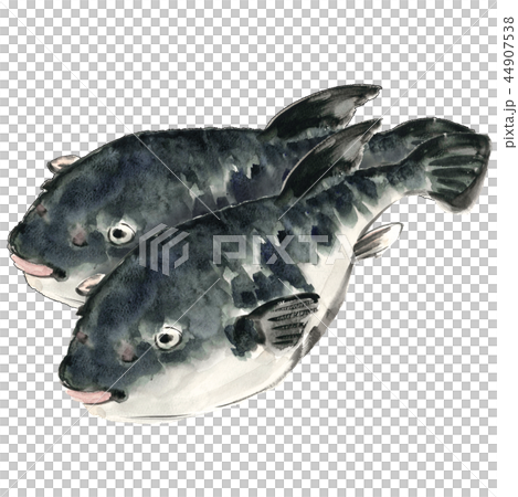 ふぐ2尾 河豚 トラフグ 【手描き水彩画】白バック 透過背景 44907538