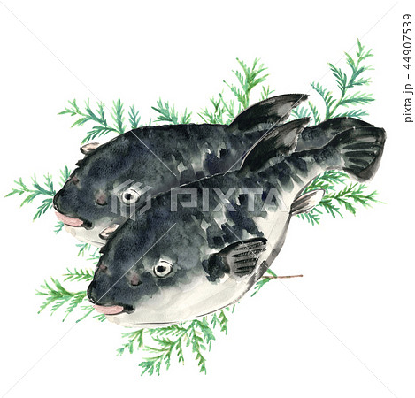ふぐ 2尾 河豚 トラフグ ヒバ 添え【手描き水彩画】白バック 透過背景 44907539