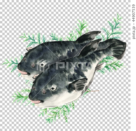 ふぐ 2尾 河豚 トラフグ ヒバ 添え【手描き水彩画】白バック 透過背景 44907539
