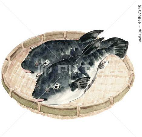 ざるにのせた 河豚  2尾【手書き水彩画】白バック 透過背景 44907540