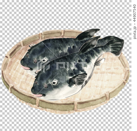ざるにのせた 河豚  2尾【手書き水彩画】白バック 透過背景 44907540
