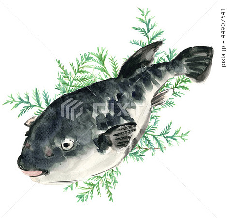 ふぐ 河豚 トラフグ ヒバ  44907541