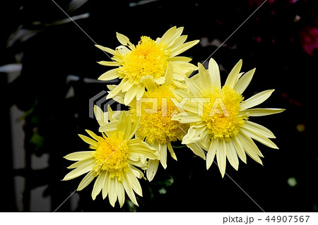 三鷹中原に咲くスプレーギク 44907567