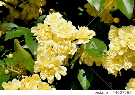 三鷹中原に咲く黄色いモッコウバラ 44907569