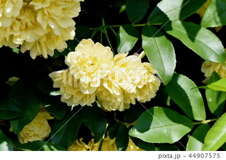 三鷹中原に咲く黄色いモッコウバラ 三鷹中原に咲く黄色いモッコウバラ 44907575