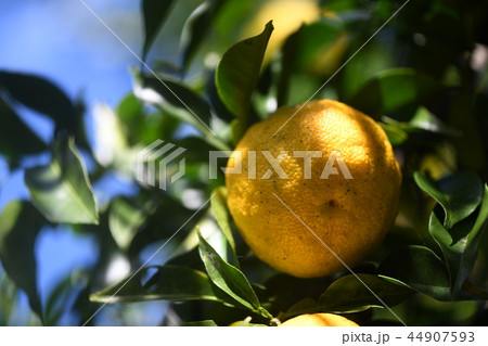 実生ゆず 44907593
