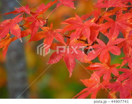 真っ赤に染まったもみじ 44907741