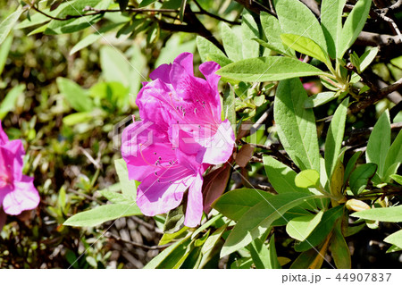 三鷹中原に咲くヒラドツツジ(オオムラサキツツジ) 三鷹中原に咲くヒラドツツジ(オオムラサキツツジ) 44907837