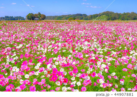 広がるコスモスの花畑 広がるコスモスの花畑 44907881