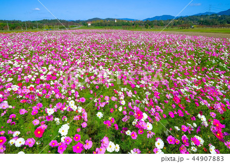 広がるコスモスの花畑 44907883