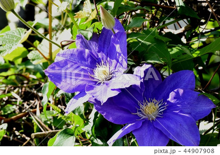 三鷹中原に咲く紫色のクレマチス 44907908
