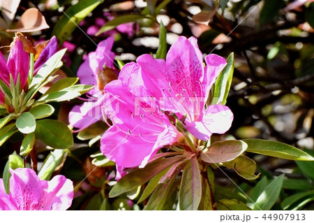 三鷹中原に咲くヒラドツツジ(オオムラサキツツジ) 三鷹中原に咲くヒラドツツジ(オオムラサキツツジ) 44907913