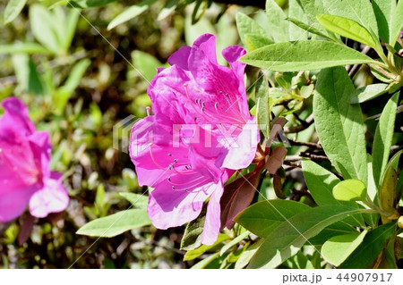 三鷹中原に咲くヒラドツツジ（オオムラサキツツジ） 44907917