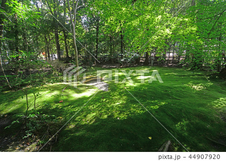 野宮神社の絨毯苔-2 野宮神社の絨毯苔-2 44907920
