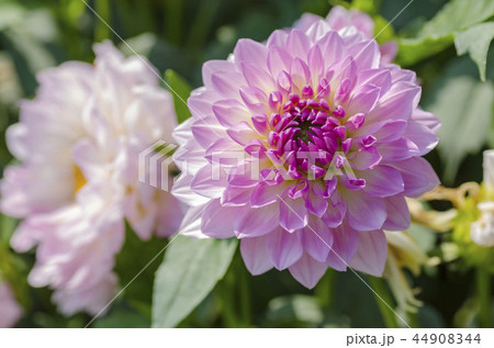 ダリア 44908344