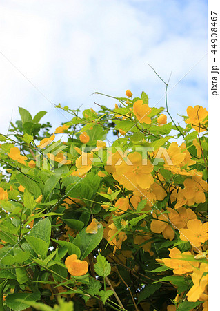 ヤマブキの花 ヤマブキの花 44908467