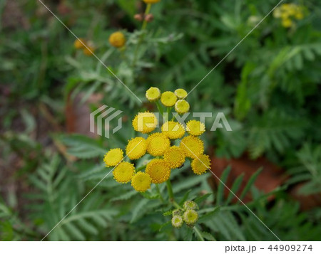 タンジー  Tanacetum vulgare （ヨモギギク） 44909274