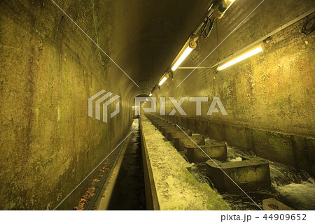 奥多摩 白丸ダム魚道 44909652