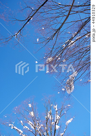 雪と木 44910329