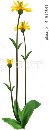 Leopard's Bane Leopard's Bane 44910341