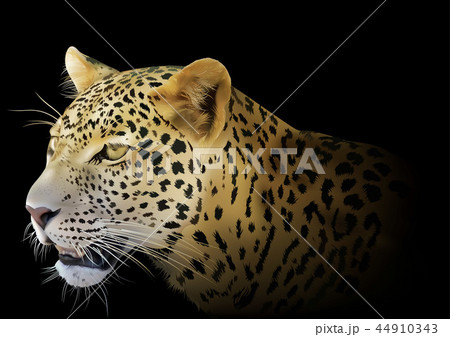 Leopard On Black Backgroundのイラスト素材