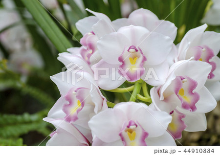 シンビジューム シンビジューム 44910884