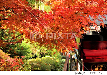 色付く嵯峨野の紅葉と人力車 【京都市・右京区】 色付く嵯峨野の紅葉と人力車 【京都市・右京区】 44913478