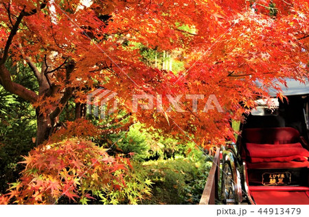 色付く嵯峨野の紅葉と人力車 【京都市・右京区】 44913479