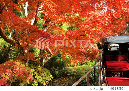 色付く嵯峨野の紅葉と人力車 【京都市・右京区】 44913594