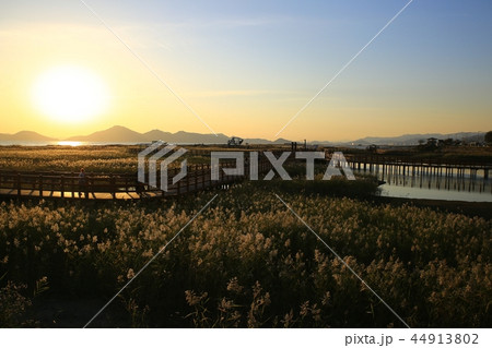 夕日 多大浦 釜山 44913802