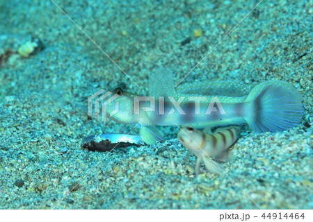 ダテハゼ婚姻色 44914464