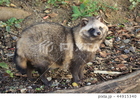 ホンドタヌキ 44915340