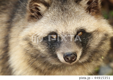 ホンドタヌキ 44915351