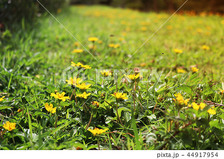 field of yellow flowers on a background sunset field of yellow flowers on a background sunset 44917954