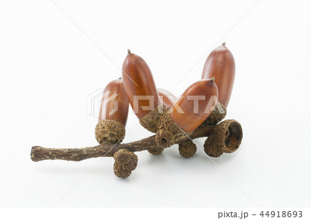 どんぐり 44918693