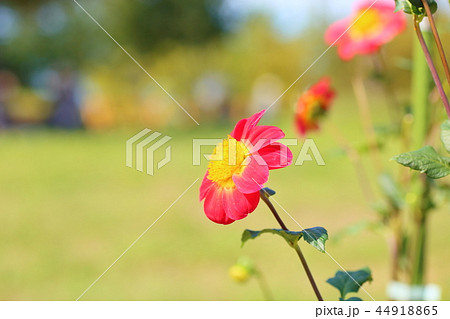 ダリアの花 44918865