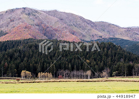 北海道　紅葉 44918947