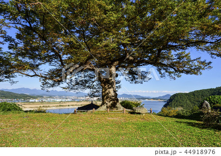 ケヤキ バングジョン 洛東江 44918976