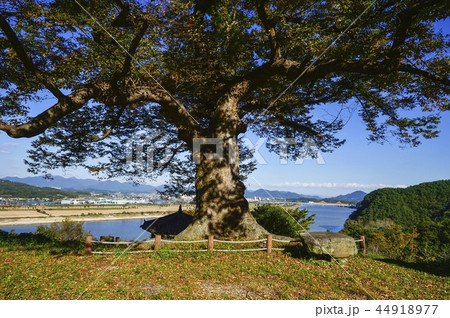 ケヤキ バングジョン 洛東江 44918977