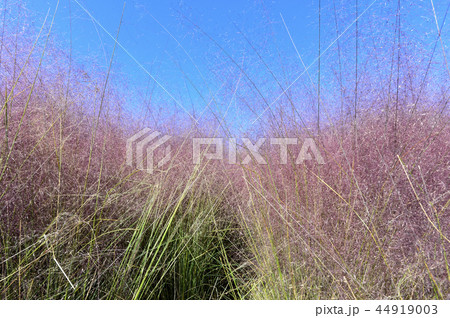 ピンクミュルリ 咸安郡 韓国 44919003