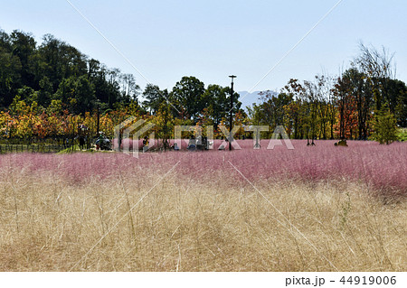 ピンクミュルリ 咸安郡 韓国 44919006