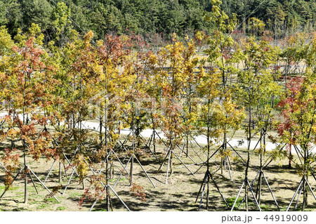 咸安郡 韓国 風景 44919009