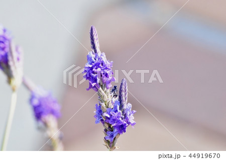 三鷹中原に咲くラベンダー（レースラベンダー） 44919670